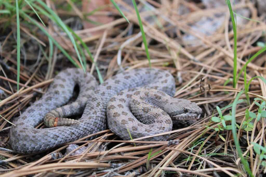 Twin spotted rattlesnakes are named for their distinctive appearance