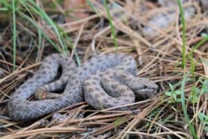 Discover the Largest Twin-Spotted Rattlesnake Ever Recorded Picture