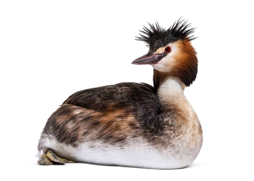 Great crested grebe on a white background