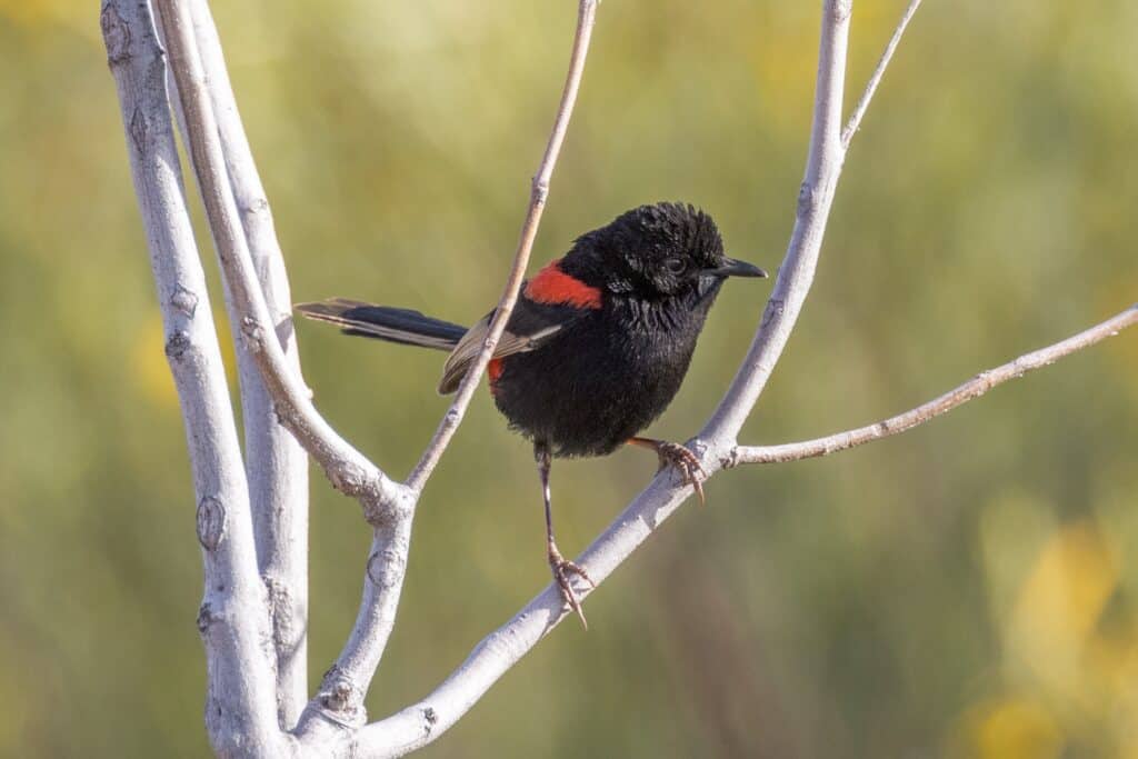 Male redbacked fairy-wren perched on a branch