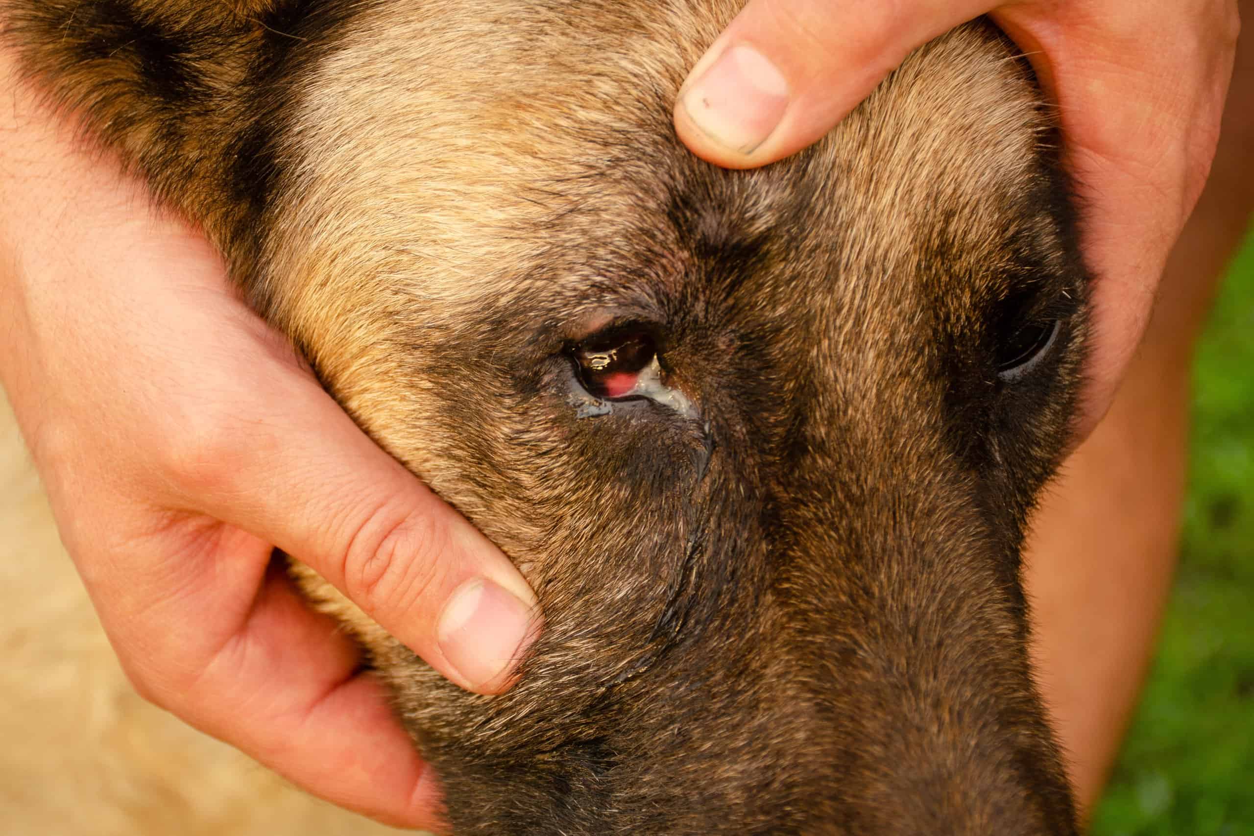 dog with eye discharge