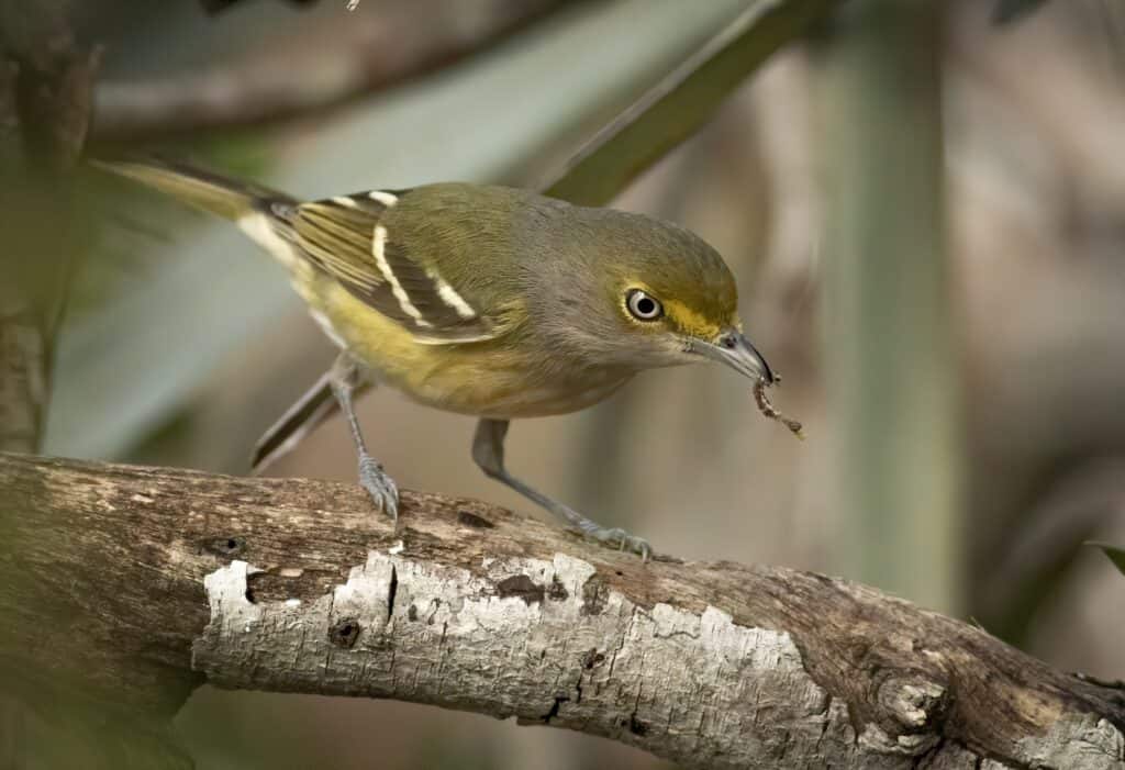 A white-eyed vireo with a caterpillar in its mouth