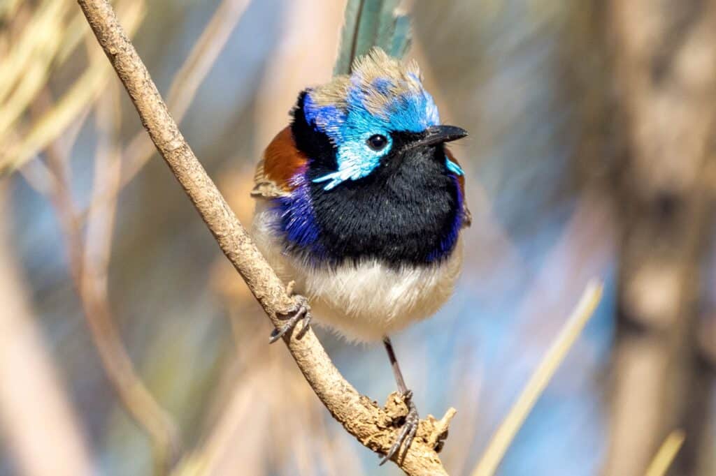 A male purplebacked fairy-wren standing on a branch