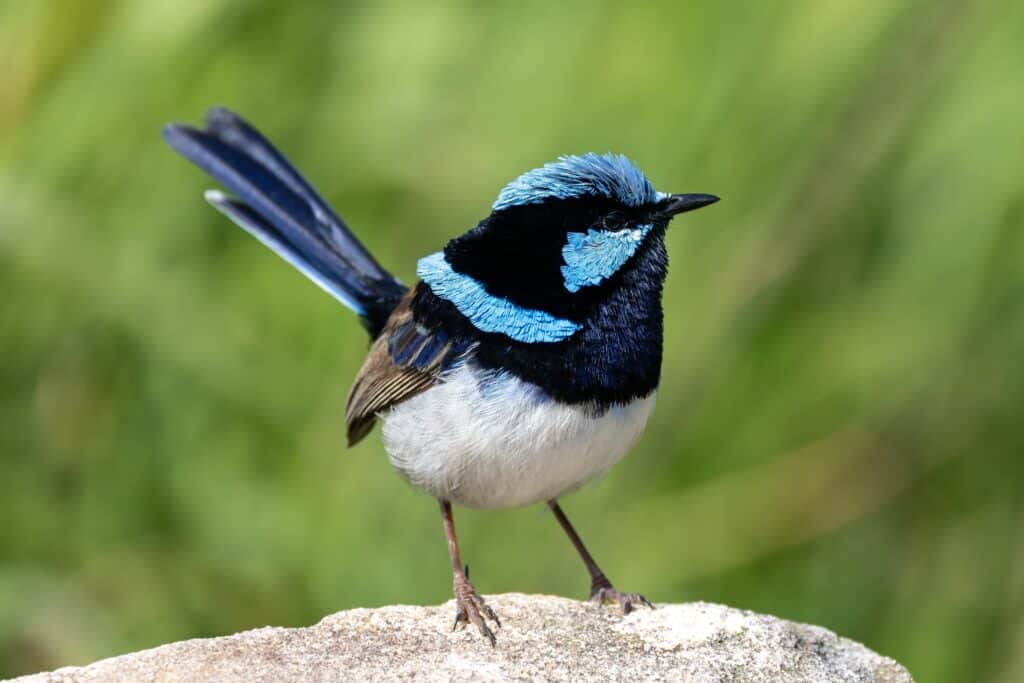 Male superb fairy-wren sitting on a rock