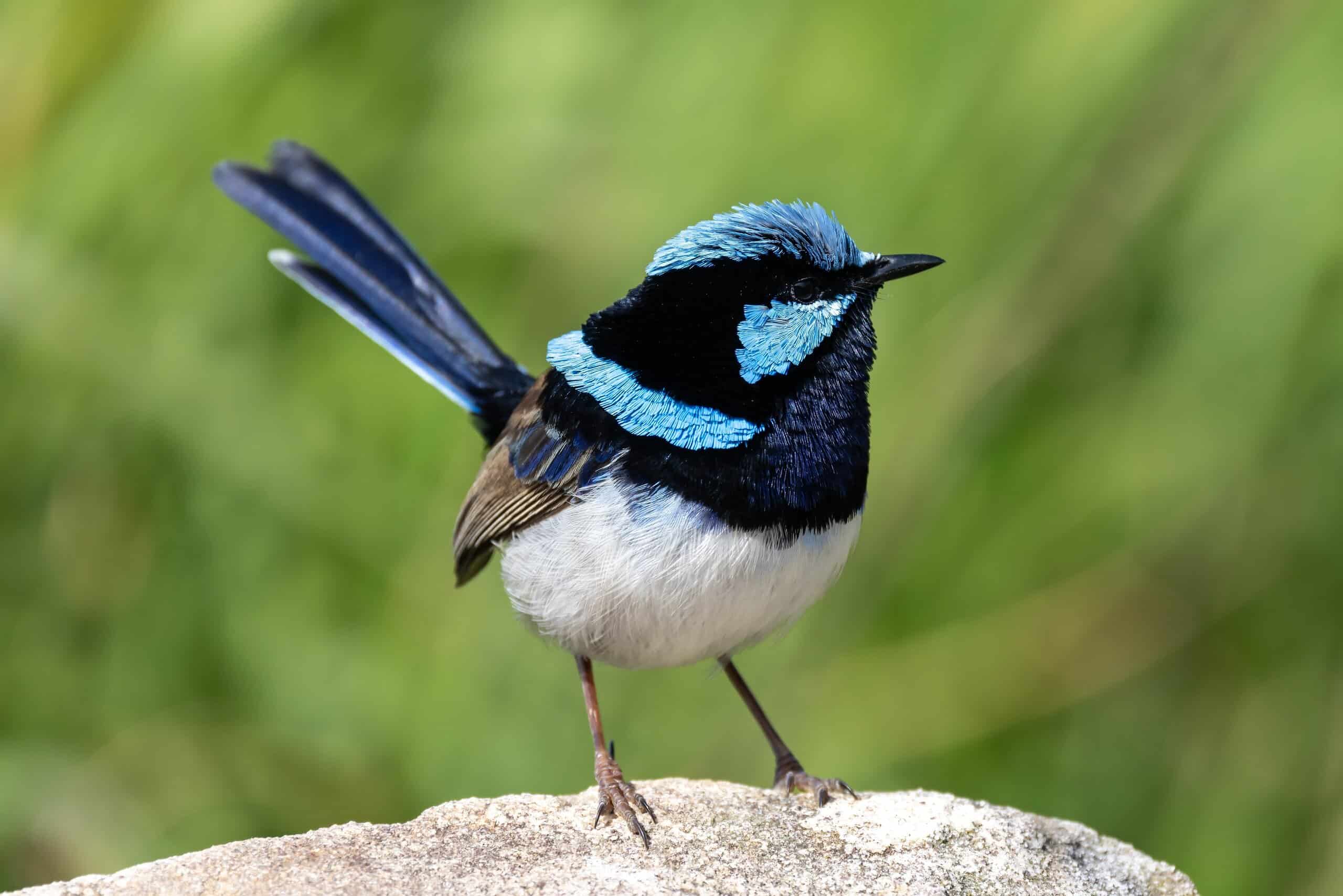 white winged fairy wren