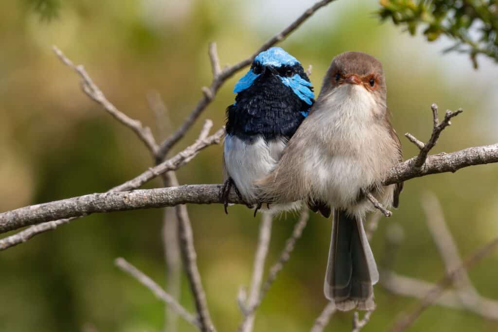 Pair of superb fairywrens (Malurus cyaneus) cuddling on a branch