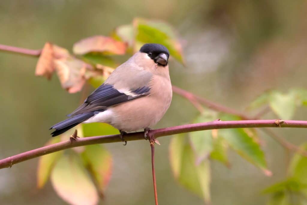 Female Eurasian bullfinch perches on a branch.