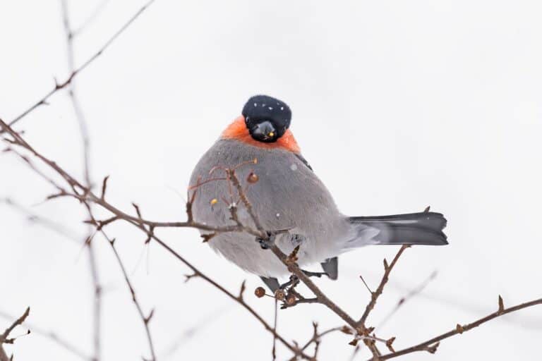 Male P. pyrrhula griseiventris, the grey-bellied subspecies of Eurasian bullfinch that winters in Japan.
