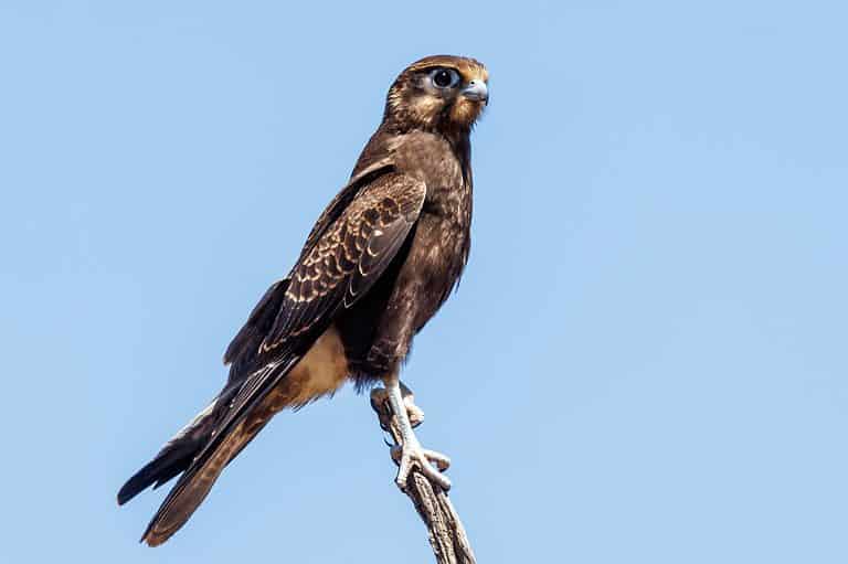 Brown Falcon (Falco berigora) perched on a branch.