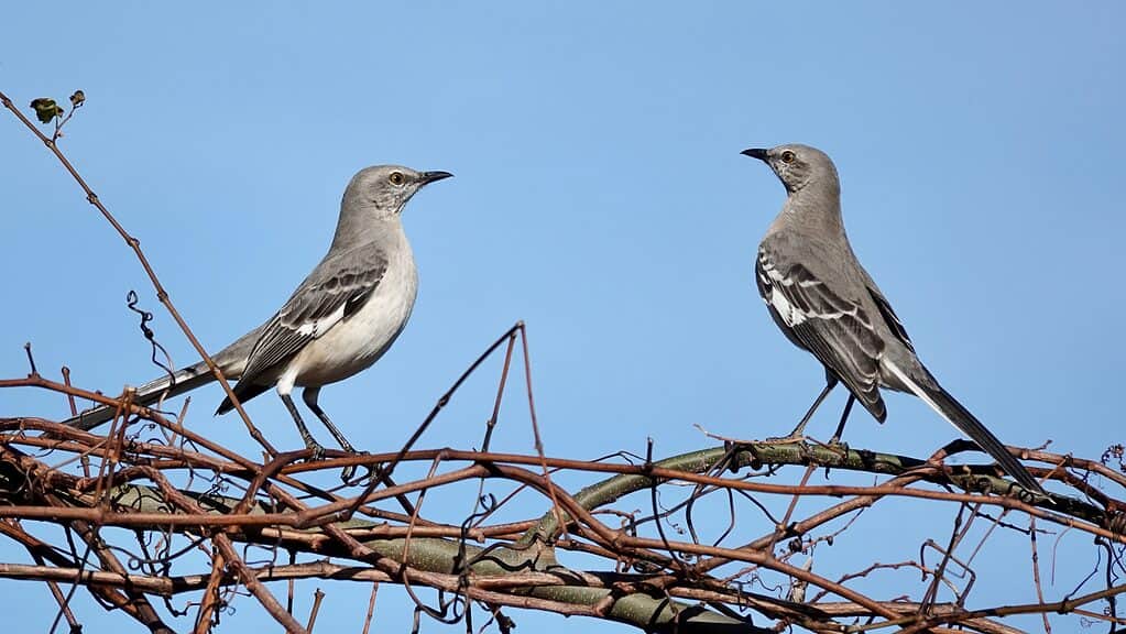 Northern Mockingbird pair (Mimus polyglottos) perched on a branch against the bright blue sky.
