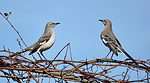 Northern Mockingbird pair (Mimus polyglottos) perched on a branch against the bright blue sky.
