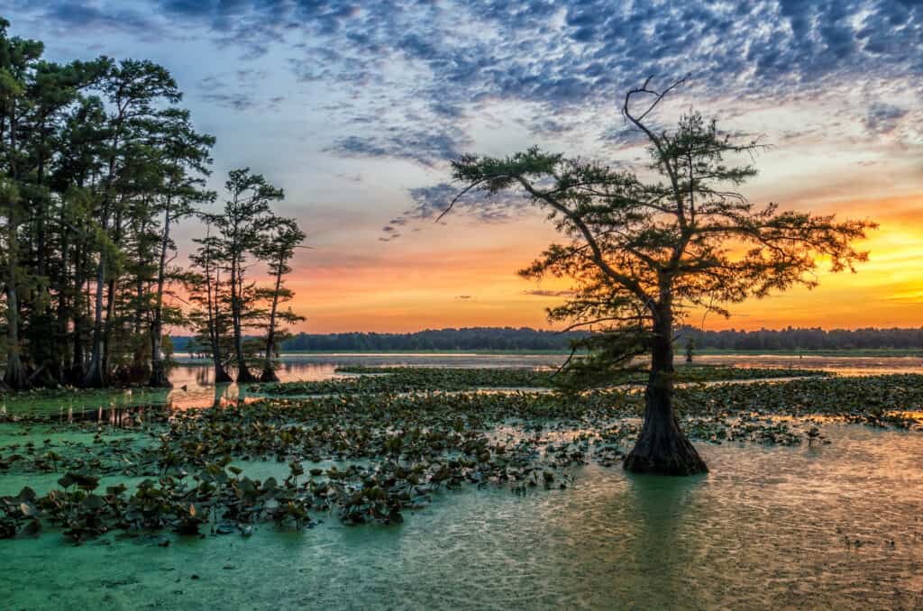 A tree in the water with the sunset behind it