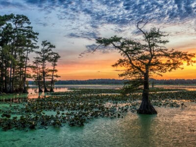 A 15 Beautiful Trees Native to Louisiana
