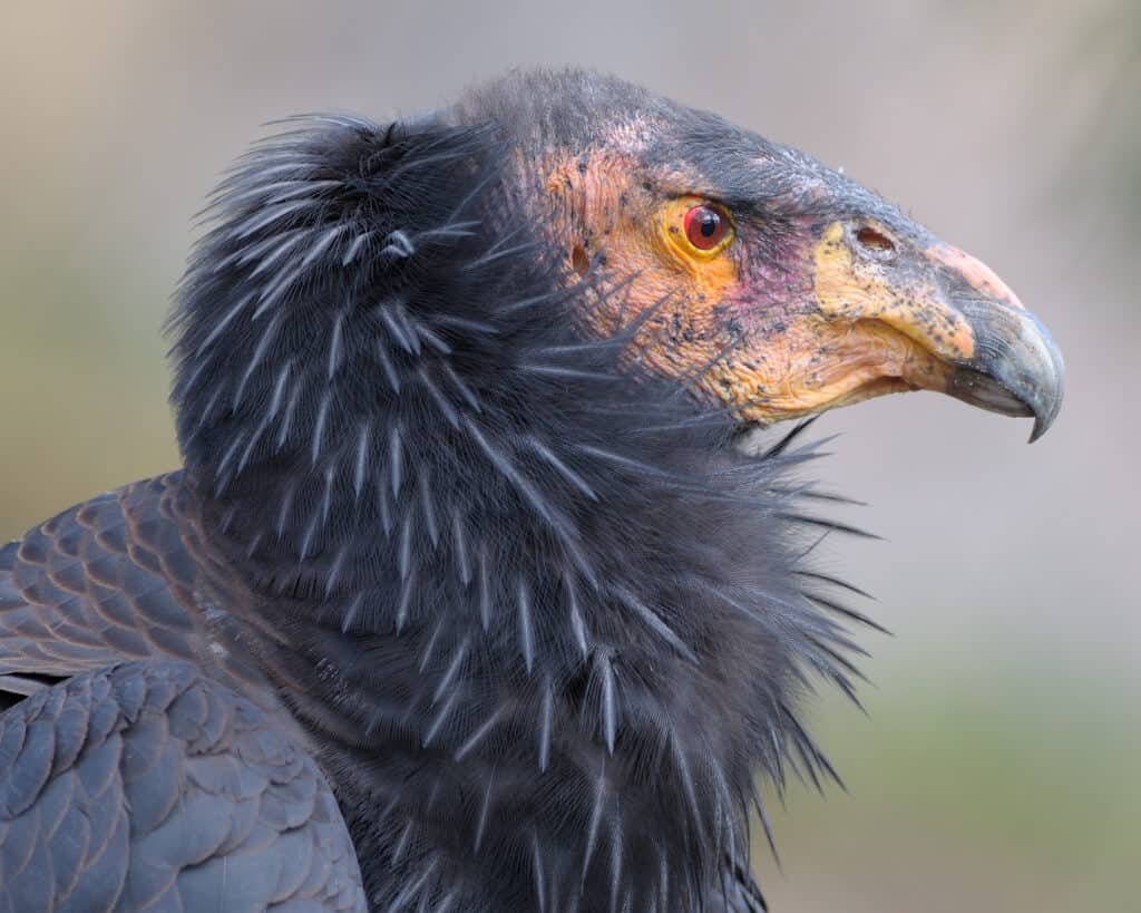 Head shot of a California condor in profile