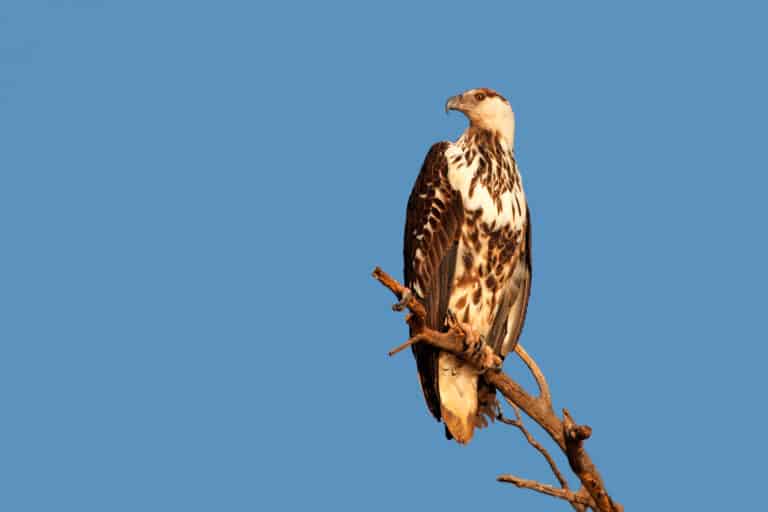 A juvenile African fish eagle perched on a bare branch against a cloudless blue sky