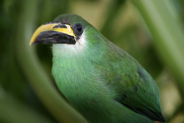 Emerald Toucanet, Aulacorhynchus prasinus