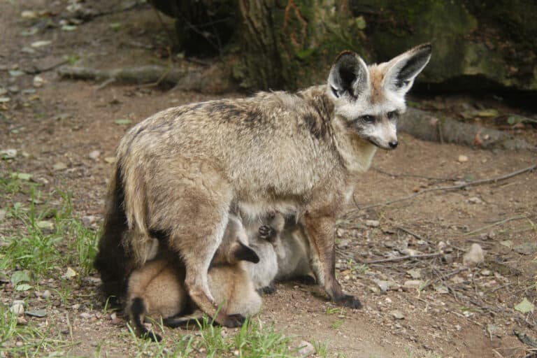 A bat-eared fox nursing her cubs