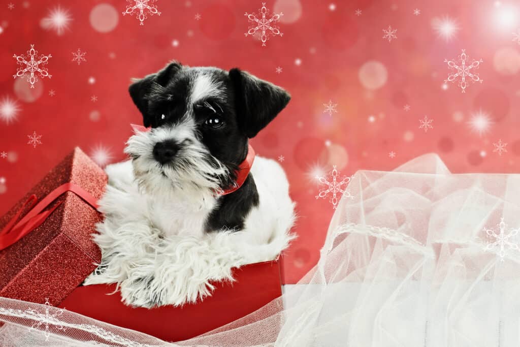 A black and white Parti Schnauzer puppy with red-wrapped gifts against a red holiday background