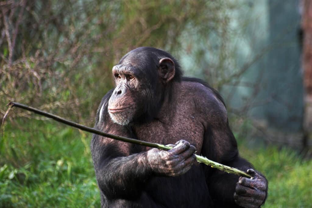 monkey with a stick