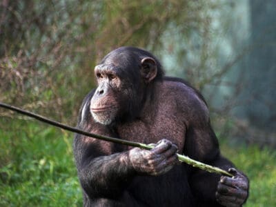 A Could an Unarmed Human Beat a Chimpanzee?
