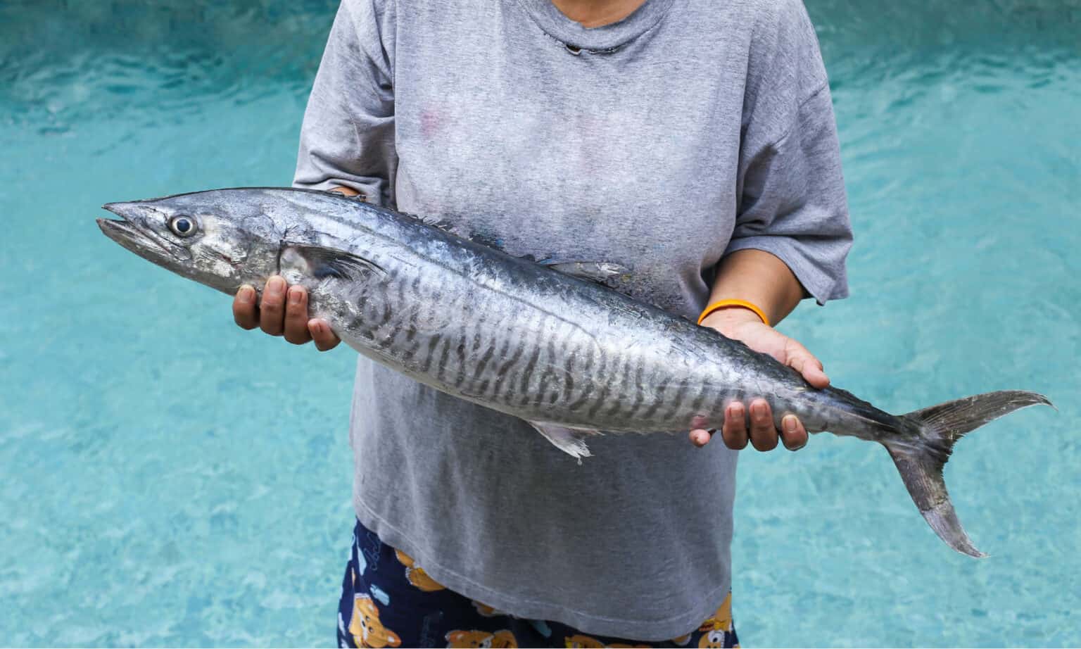 Mackerel vs. Sardines What Are The Differences? AZ Animals