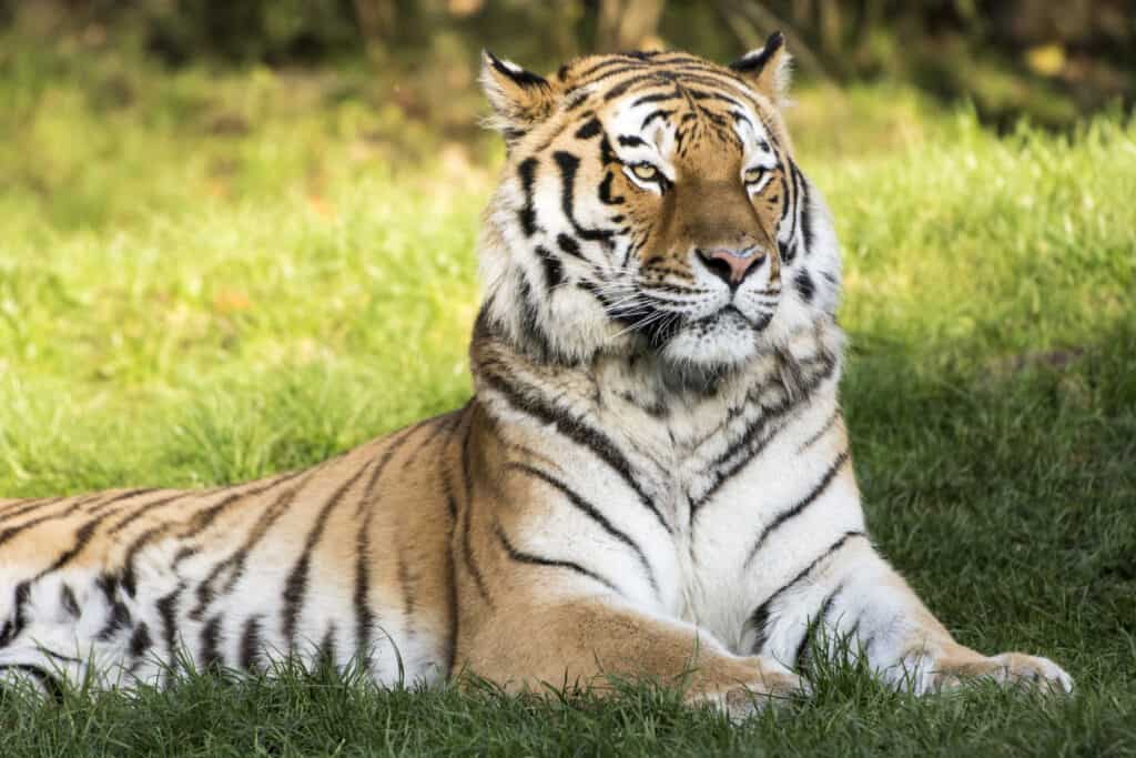 Siberian Tiger