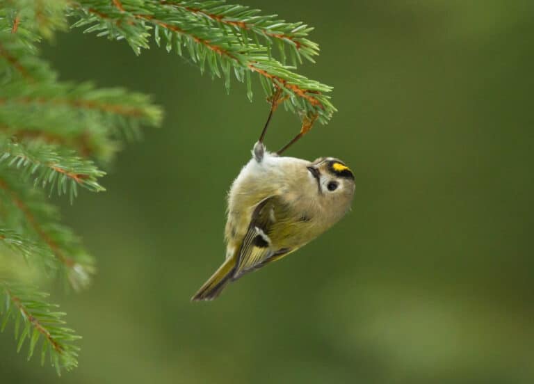 Goldcrest hanging upside down from a conifer branch