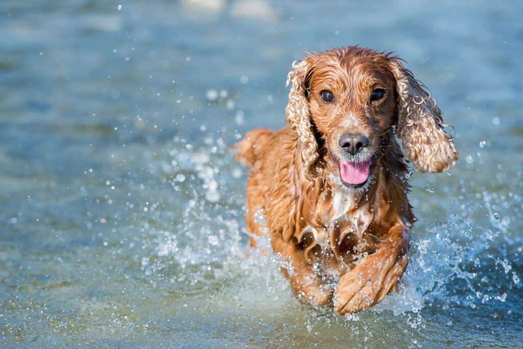 Happy,English,Cocker,Spaniel,While,Playing,In,The,River