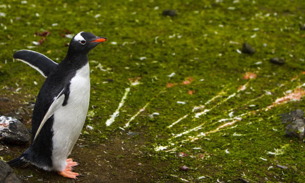 Gentoo Penguin