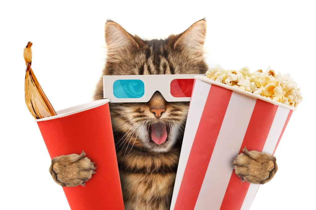 Cat wearing 3D glasses holding a drink and popcorn