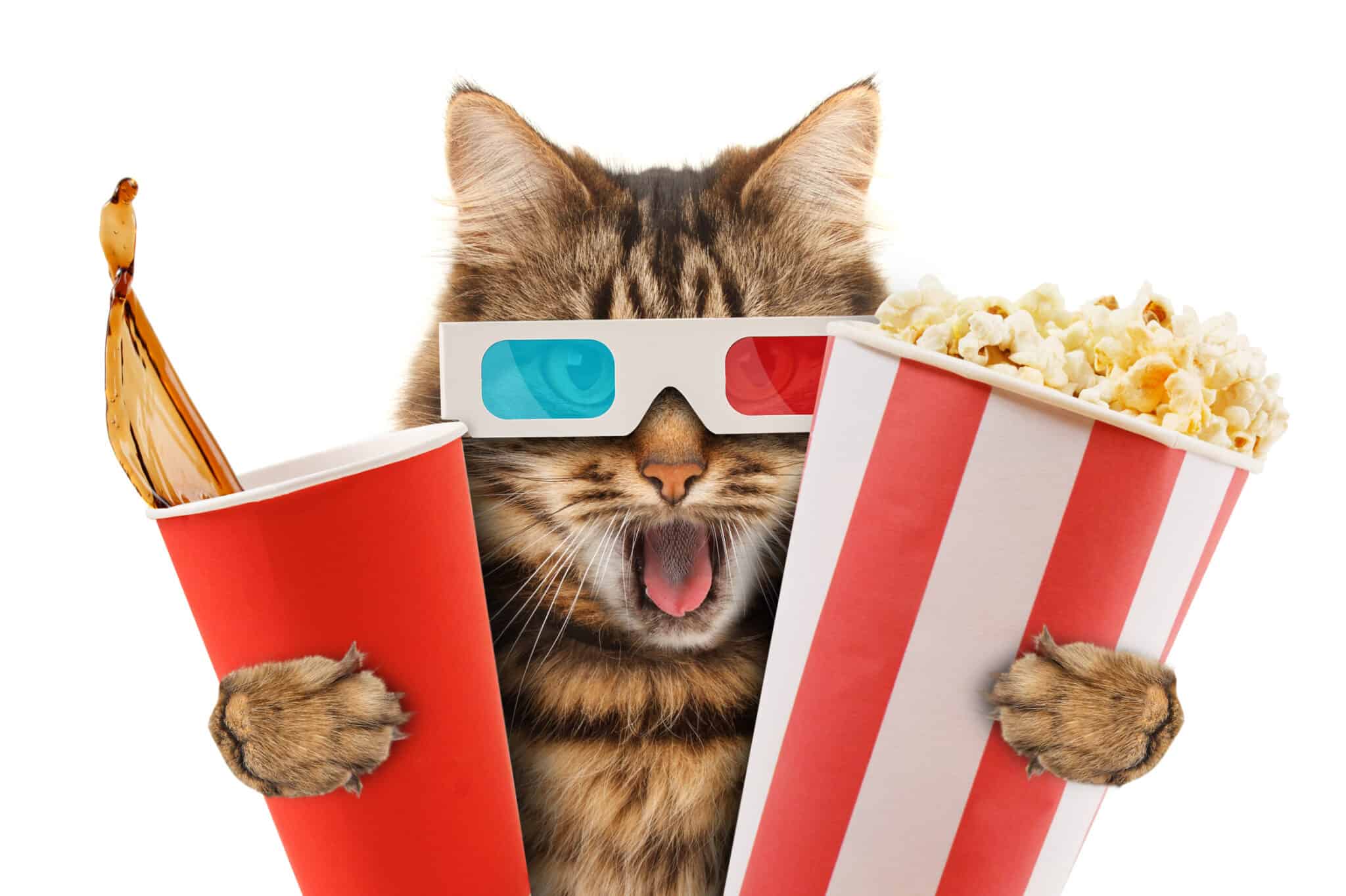 The Best Cat Movies of All Time (Ranked 110!) AZ Animals