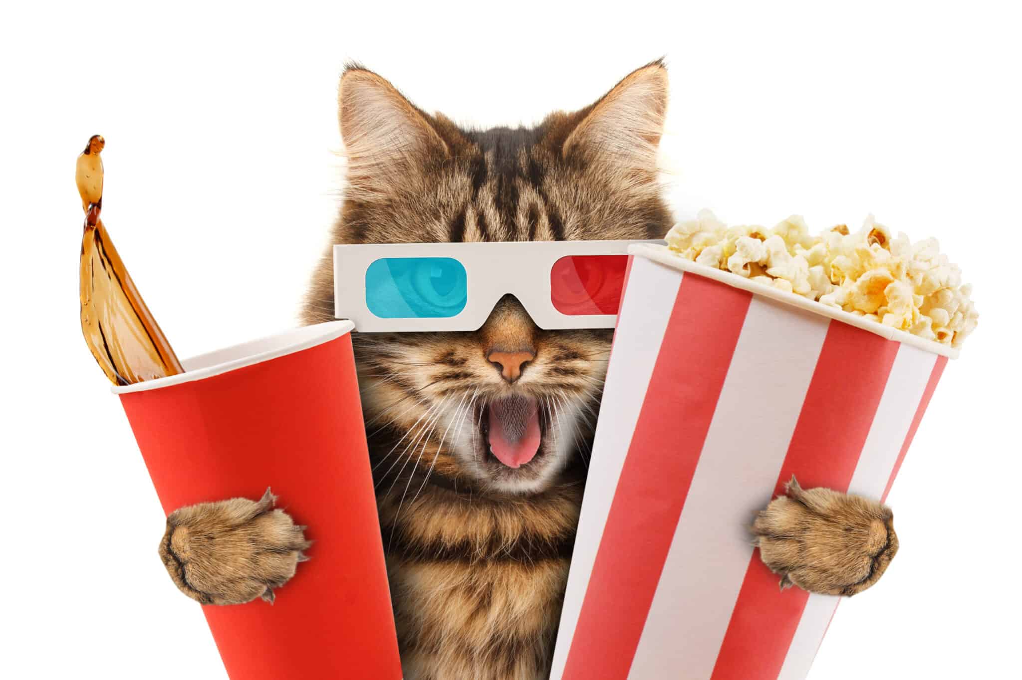 The Best Cat Movies Of All Time Ranked 1 10 AZ Animals