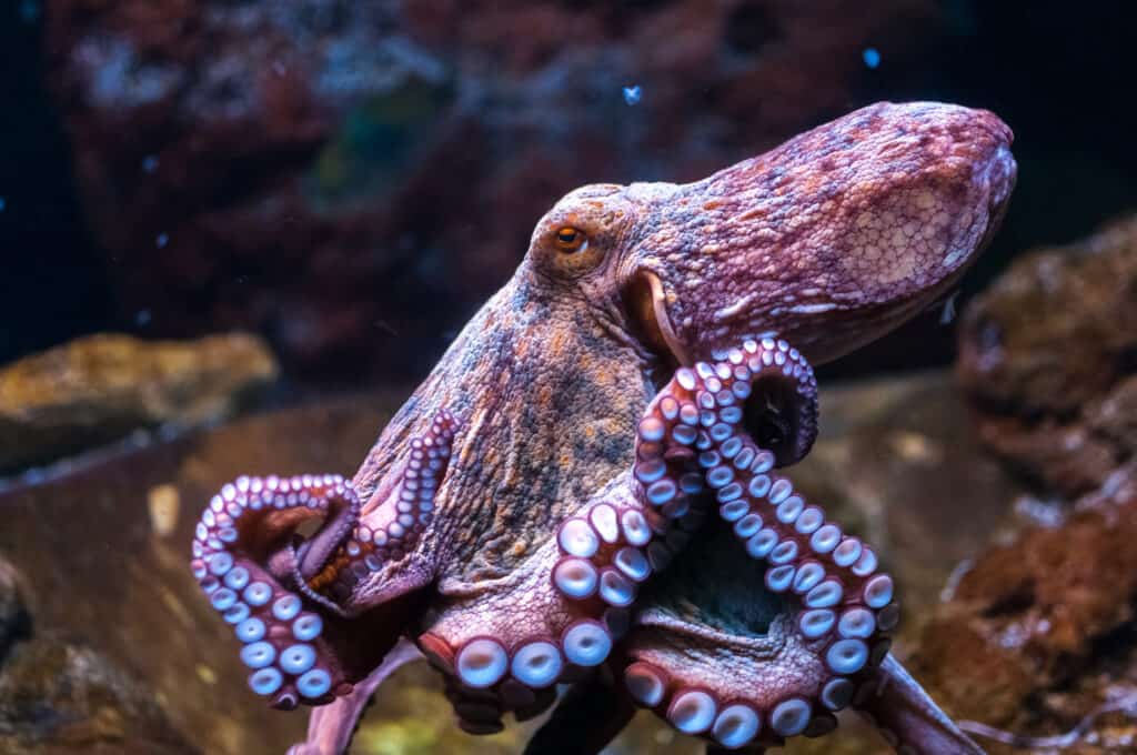 A pink octopus with white suction cups, center frame, in its ocean habitat.