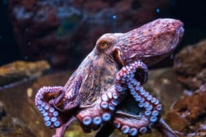 Watch This Hungry Octopus Change Color as It Dreams About Eating a Crab Picture