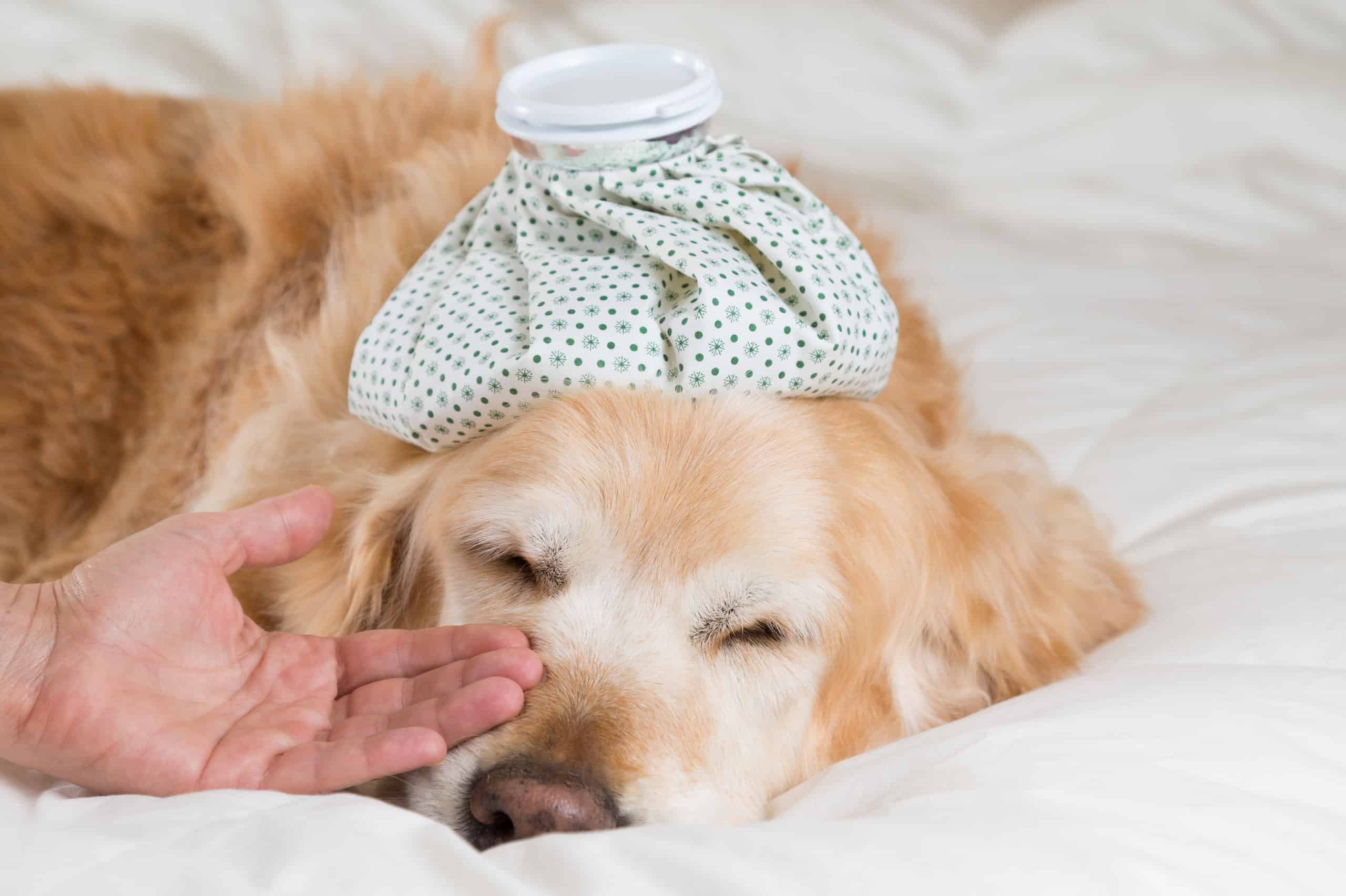 can service dogs sense migraines