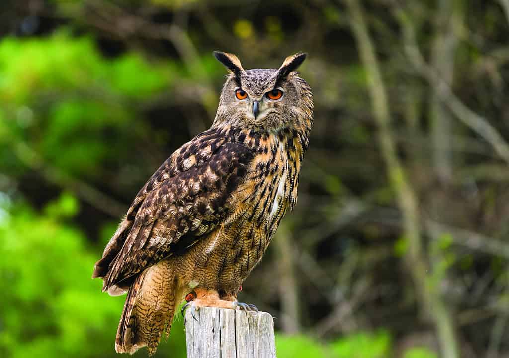 Eurasian Eagle-owl (Bubo bubo) standing on a post.