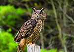 Eurasian Eagle-Owl