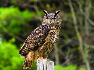 A Eurasian Eagle-owl