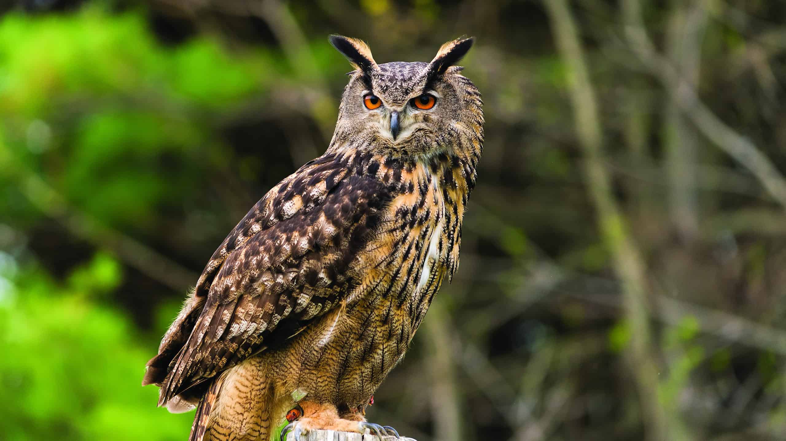 Eurasian Eagle-owl - A-Z Animals