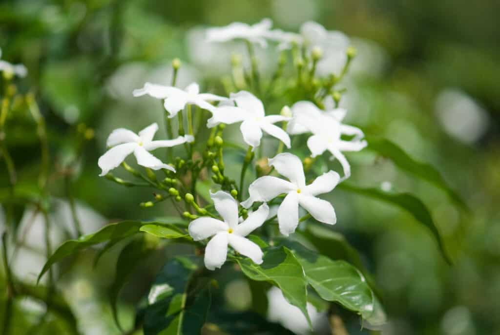 Common jasmine