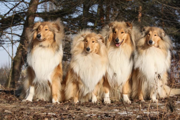 Four Scotch collies sitting together in a forest