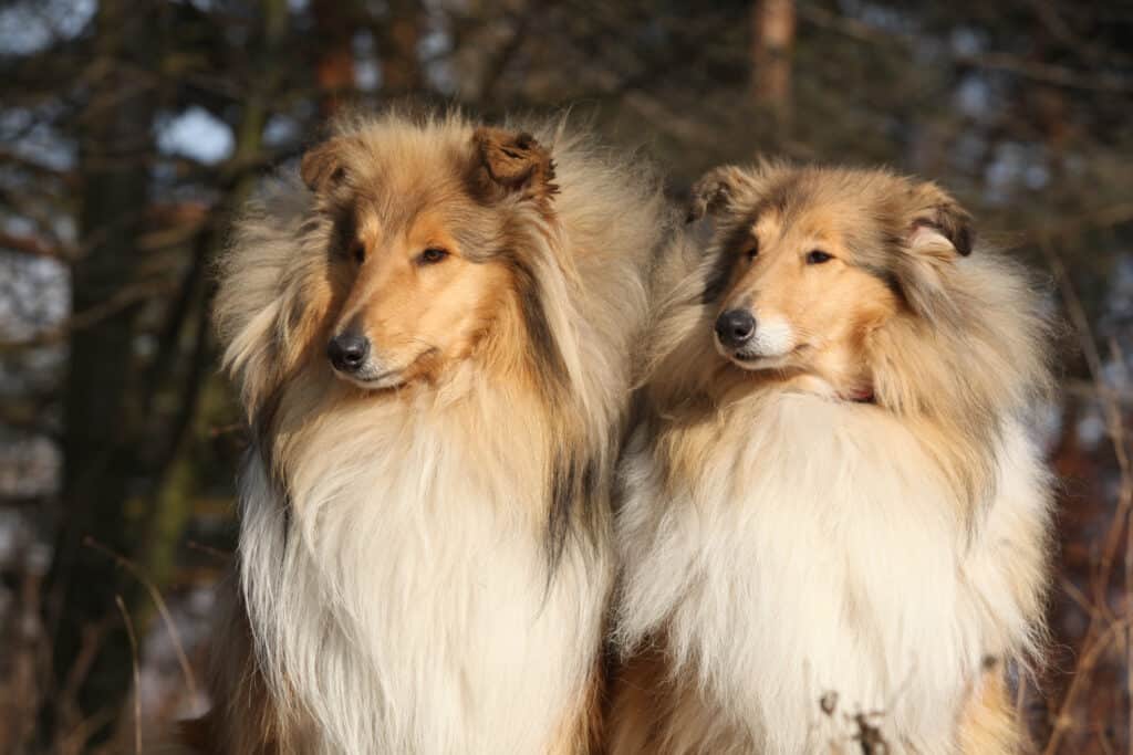 Two beautiful Scotch collies sitting in the forest