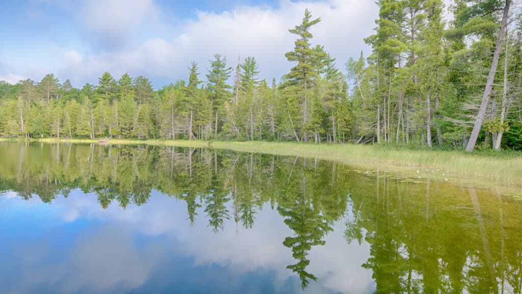 The Water's Edge in Hartwick Pines State Park