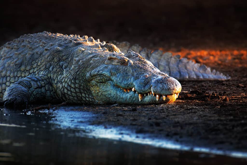 This Man-Eating Crocodile Hunted 300 People, And May Still Be Alive