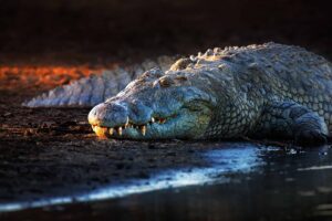 Discover the Massive Crocodiles that Live in Dens 40 Feet Below the Surface Picture