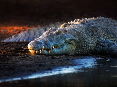 A Discover the Largest Sea-Dwelling Crocodile Ever Found (Bigger than a Great White!)