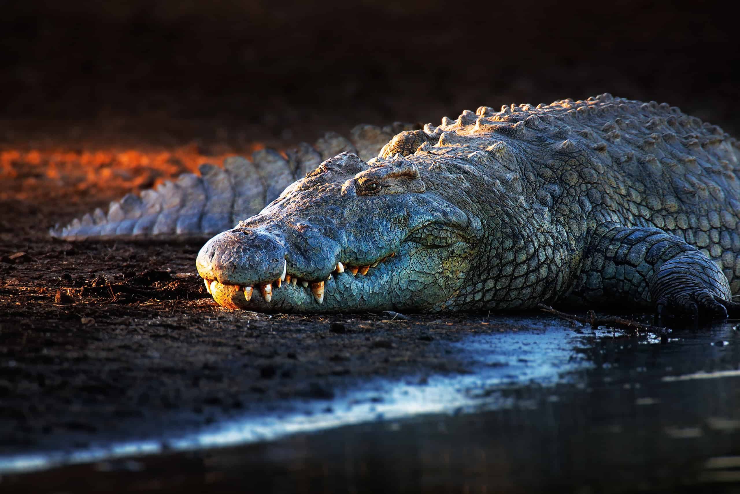 nile crocodile underwater