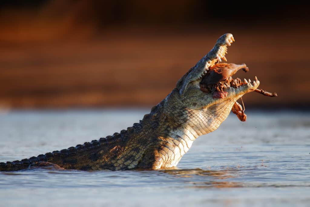 This Man-Eating Crocodile Hunted 300 People, And May Still Be Alive