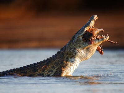 A Watch This Beastly Crocodile Singlehandedly Scare off 3 Cheetahs and Steal Their Lunch