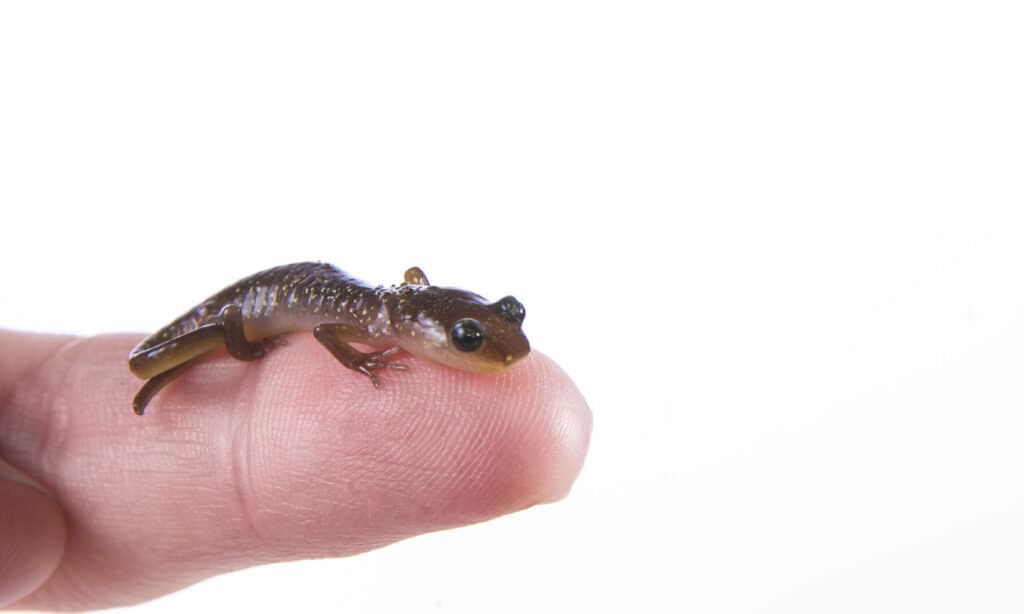 baby salamander